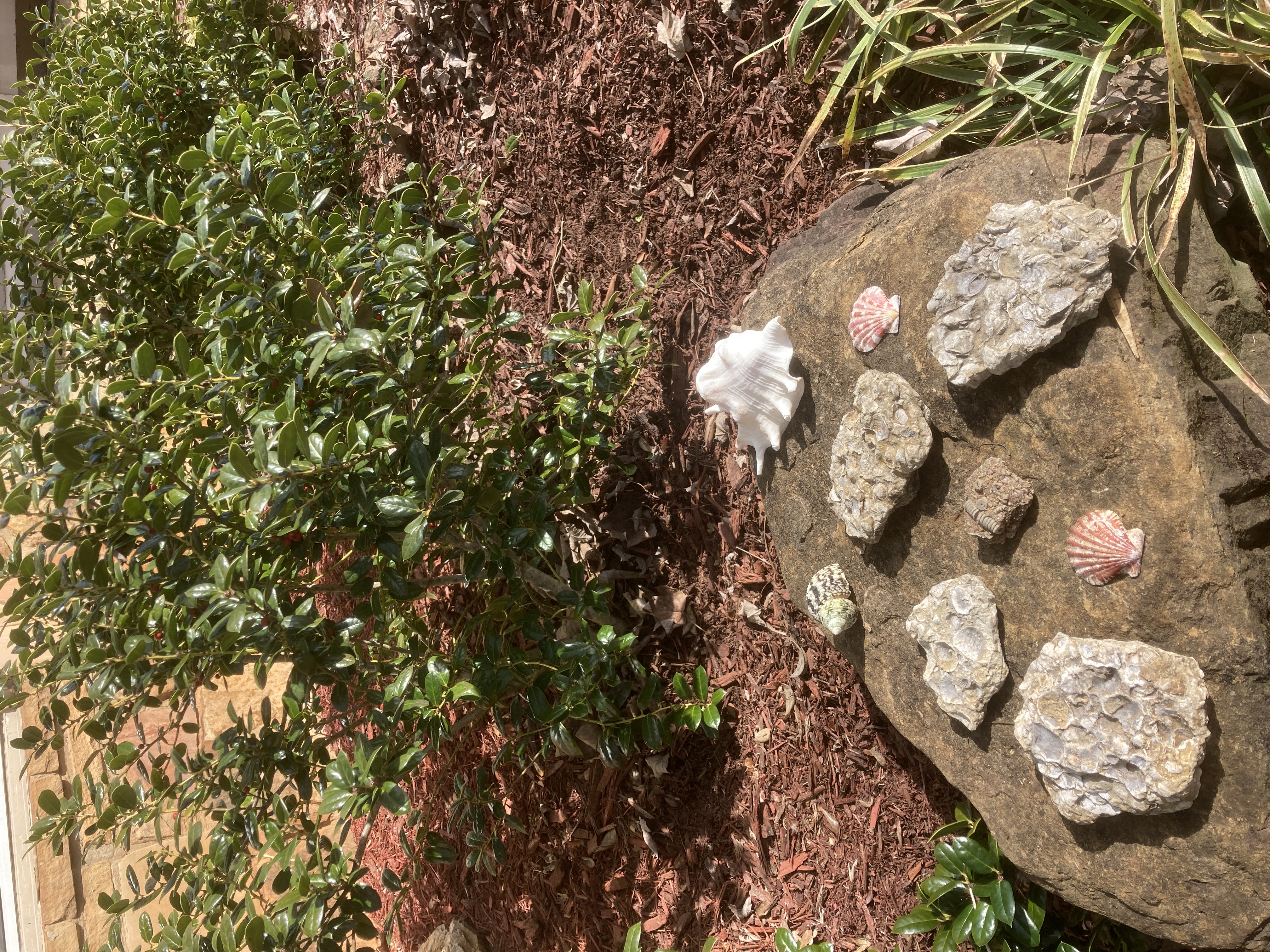 Limestone Shell Fossils and Modern Sea Shells in Front of a Plant